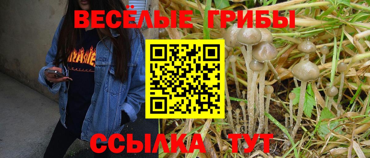 Псилоцибиновые грибы мицелий  Псилоцибиновые грибы Psilocybe  Рассказово  Вход с VPN 